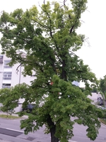Fotobeitrag